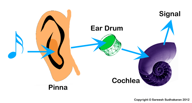 Grandma Moon Speaks: The Human Ear Part 1 diagram ear right 